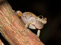 Cope's gray treefrog (Hyla chrysoscelis) calling, Blackbird State, Forest, Delaware, USA, May.