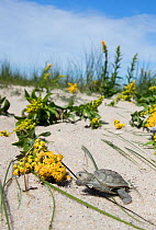 Diamondback terrapin (Malaclemys terrapin) hatchling, on sand dune, Cape May, New Jersey, USA.