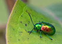 Dogbane beetle (Chrysochus auratus) on dogbane, Crossways Preserve, Philadelphia, Pennsylvania, USA, August.