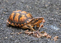 Eastern box turtle (Terrepene carolina) eating road kill amphibian; New Jersey, USA, May.