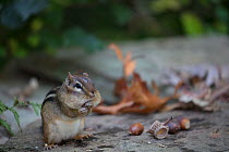 Eastern chipmunk (Tamias striatus) gathering white oak acorns in cheek pouch, Chestnut Hill, Philadelphia, Pennsylvania, USA, September.