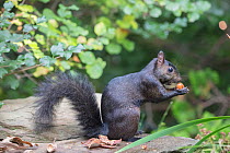 Eastern grey squirrel (Sciurus carolinensis) black morph foraging on white oak acorns, Chestnut Hill, Philadelphia, Pennsylvania, USA, September.