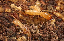 Eastern subterranean termite (Reticulitermes flavipes) soldier and worker, Fort Washington State Park; Philadelphia, Pennsylvania, USA. April.