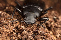 False mealworm beetle (Alobates pensylvanica) head,  Fort. Washington State Park, Philadelphia, Pennsylvania, USA. April.