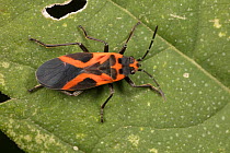 False milkweed bug (Lygaeus turcicus) Philadelphia, Pennsylvania, USA, September.