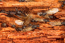 Ferruginous carpenter ant (Camponotus chromaiodes)  alates, Fort Washington State Park, Philadelphia, Pennsylvania, USA