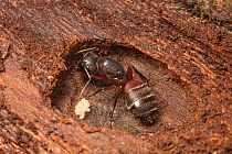 Ferruginous carpenter ant (Camponotus chromaiodes) new queen with eggs, Wissahickon Valley Park, Philadelphia, Pennsylvania, USA,