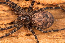 Fishing spider (Dolomedes tenebrosus) hiding in log, Wissahickon Valley Park, Pennsylvania, USA,  June.