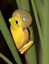 American green treefrog (Hyla cinerea) calling,  vocal sac inflated, St. Jones Reserve, Delaware, USA, June.