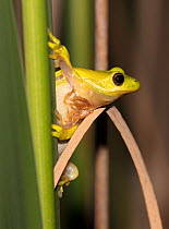 American green treefrog (Hyla cinerea) St. Jones Reserve, Delaware, USA, June.