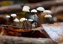 Mushroom (Gymnopus quercophilus) Armentrout Preserve,  Pennsylvania, USA, September.