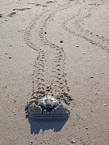 Horseshoe crab (Limulus polyphemus) on beach with tracks in sand, New Jesery, USA, May.