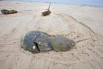 Horseshoe crab (Limulus polyphemus) pair mating with and tracks in beach, Delaware Bay, New Jersey, USA, May.