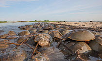Horseshoe crabs (Limulus polyphemus) spawning on the beach; Moore's Beach  Delaware Bay, New Jersey, USA, June.
