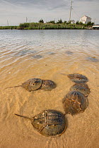 Horseshoe crab (Limulus polyphemus) males in shallows, Delaware Bay, New Jersey, USA, July