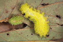 Io moth caterpillar (Automeris io) with shed exuvium, Pennsylvania, USA, September.