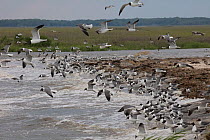 Laughing gulls (Leucophaeus atricilla) on beach to feed on Horseshoe crab eggs (Limulus polyphemus)  Moore's Beach, New Jersey, USA, June.