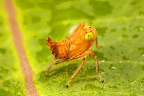 Leafhopper (Coelidia olitoria) Philadelphia, Pennsylvania, USA,
