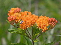 Megachilid bee (Megachilidae) on butterflyweed (Asclepias tuberosa)  French Creek State Park, Philadelphia, Pennsylavania, USA