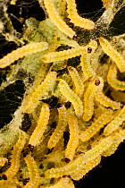 Milkweed tiger moth (Euchaetes egle) caterpillars on Common milkweed (Asclepias syriaca) Philadelphia, Pennsylvania, USA, July.