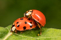 Multicolored Asian lady beetle (Harmonia axyridis) mating,  Wissahickon Valley Park, Philadelphia, Pennsylvania, USA, June. Invasive species.
