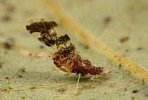 Aphid  (Myzocallis sp) giving birth,  Fort Washington State Park, Montgomery County, Philadelphia, Pennsylvania, USA, October.