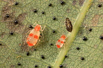 Aphids (Myzocallis) on White oak leaf, Pennsylvania, Philadelphia, Pennsylavania, USA. May.