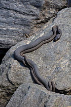 Northern water snake (Nerodia sipedon sipedon) mating behavior;  Morris Arboretum wetlands, Pennsylvania, Philadelphia, Pennsylavania, USA. May.