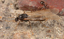 Pavement ant (Tetramorium) alate, Philadelphia, Pennsylvania, USA, July.