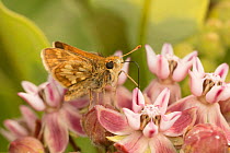 Peck's skipper butterfly (Polites peckius) feeding on flowers, Crossways Preserve Montgomery County, Philadelphia, Pennsylvania, USA, June.