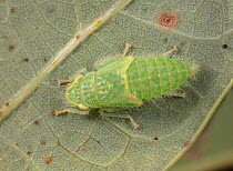 Leafhopper (Rusoana querci) nymph on white oak, Fort Washington State Park, Philadelphia, Pennsylvania, USA, June.