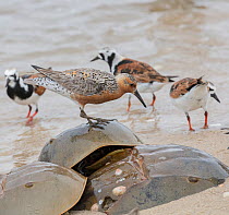 Horseshoe crabs (Limulus polyphemus) on beach mating, with Ruddy turnstone (Arenaria interpres) and Red knot (Calidris canuta) on beach, Delaware Bay, New Jersey, May.