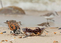 Ruddy turnstone (Arenaria interpres) feeding on dead horseshoe crab on beach, with Semipalmated sandpipers (Calidris pusilla) in background, Delaware Bay, New Jersey, May.