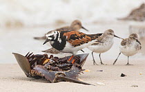 Ruddy turnstone (Arenaria interpres)  eating horseshoe crab on beach, with Semipalmated sandpipers (Calidris pusilla) in background, Delaware Bay, New Jersey, May.