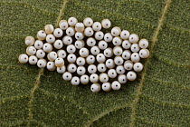 Sawfly eggs (Argidae) on underside of hickory leaf, Fort Washington State Park, Philadelphia, Pennsylavania, USA. August.