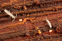 Springtail (Vertagopus pseudocinereus) in rotten log; Armentrout Preserve, Montgomery County, Philadelphia, Pennsylvania, USA, September.
