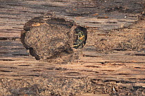 Sweat bee nest (Augochlora pura) in rotten log, entrance to chamber on right, Fort Washington State Park, Montgomery County, Pennsylvania, USA, June.