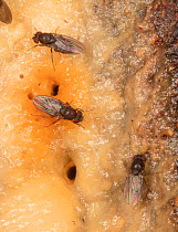 Vinegar flies / Fruit flies (Drosophila sp.) feeding on fermented sap or alcohol flux, Fort Washington State Park, Montgomery County, Pennsylvania, USA, June.
