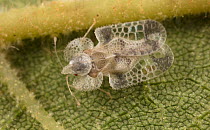 Walnut lace bug (Corythuca juglandis) on Manchurian Walnut leaf; Morris Arboretum, Philadelphia, Pennsylvania, USA, August.