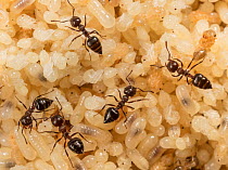 Acrobat ant (Crematogaster sp) larvae and pupae, St. Jones Reserve, Delaware, USA, June.