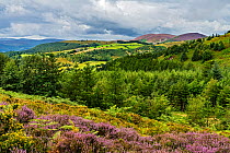 View looking south west from the slopes of Ruabon Mountain near Worlds End, with the summits of Llantysilio Mountain and Maesyrychen Mountain on the right, North Wales, UK, August.