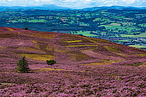 Slopes of Moel Famau mountain showing patches cut for Heather (Calluna vulgaris) management with the Vale of Clwyd in the background Clwydian Range, North Wales, UK, August 2016.