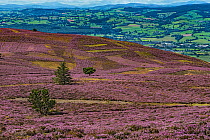 Slopes of Moel Famau mountain showing patches cut for Heather (Calluna vulgaris) management with the Vale of Clwyd in the background Clwydian Range, North Wales, UK, August 2016.