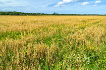 Oat (Avena sativa) crop on organic farm with wildflowers growing amongst the crop, Cheshire, UK, August 2017.