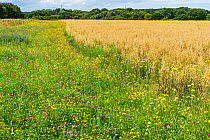 Field margin sown with wild flowers growing beside a crop of Oats (Avena sativa) on organic farm, Cheshire, UK, August 2017.