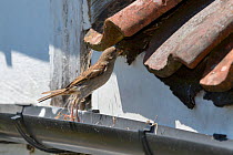 House sparrow (Passer domesticus) female hopping up from a roof gutter to its nest entrance under old tiles with insect prey for its chicks, Wiltshire, UK, June.