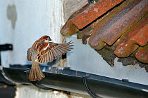 House sparrow (Passer domesticus) male flying to its nest site under old roof tiles on a cottage carrying nest material in its beak, Wiltshire, UK, June.