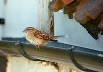 House sparrow (Passer domesticus) female perched on a cottage roof gutter near the entrance to its nest under old tiles, Wiltshire, UK, June.