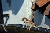 House sparrow (Passer domesticus) male perched on a roof gutter near its nest entrance under old tiles, with a faecal sac it has just brought from the nest,  Wiltshire, UK, June.