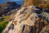 Slow worm (Anguis fragilis) sunning on a lichen covered boulder on coastal clifftop grassland, Cornwall, UK, May.